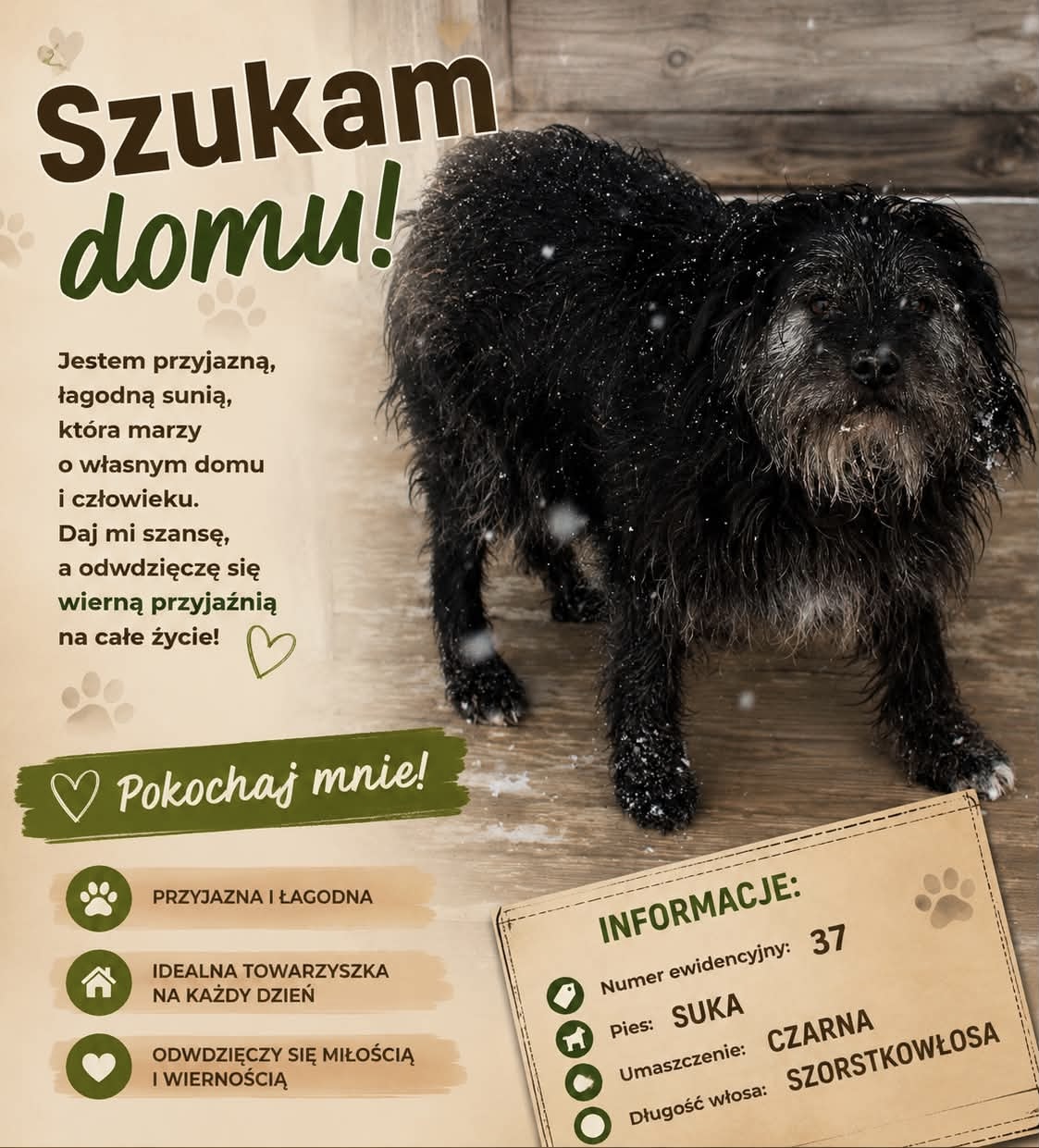 TRZY PIESKI NADAL CZEKAJĄ NA NOWY DOM!