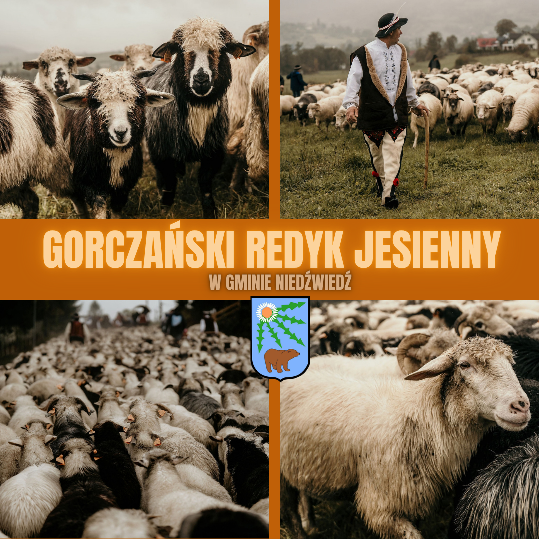 GORCZAŃSKI REDYK JESIENNY 2026